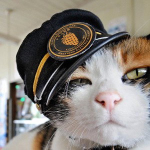 кошачий рэп 4