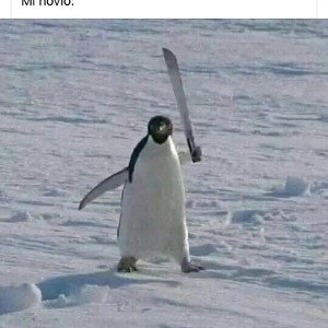 freestyle