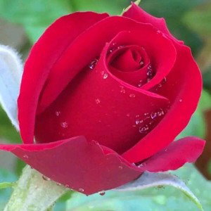 Rose🌹