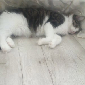 громкий трек