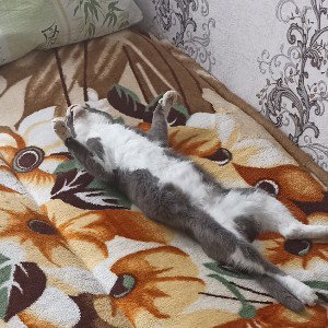 Чинарим😜