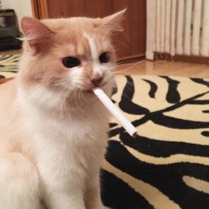 Оксимирон с каре