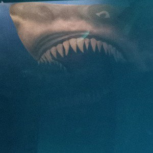 sharks