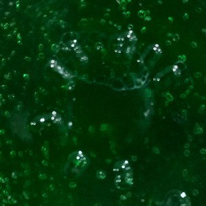 ozzy 