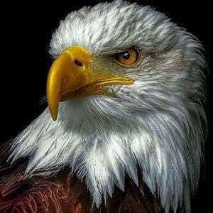 Majestical like a magical eagle 