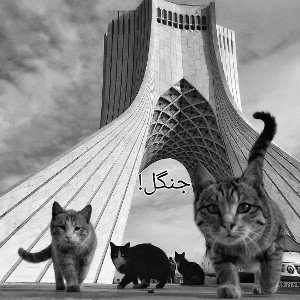 فری استایل:جنگل!