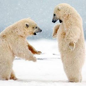 Shark - Ego Polar Bear Prince
