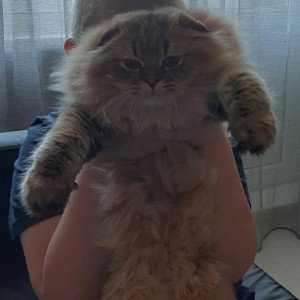 трековать