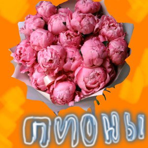 Пионы
