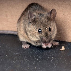 lil mouse