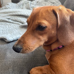 DOBERMANN (13:27:19)