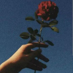 Rose for my medicine