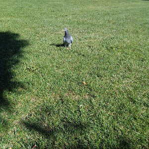 SQUABBLE DOWN