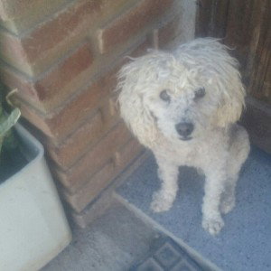 para mi perrita osita
