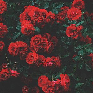 gun and roses 