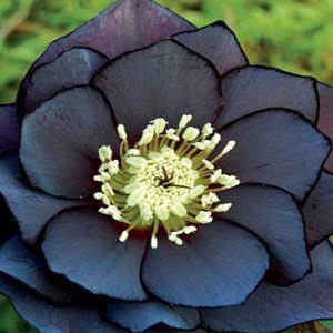 Aroma de una FLOR//Raidyaut°tuNOFICIAL2.0