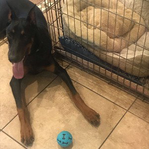 DOBERMANN(03:12:54)
