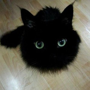 чëрный кот🐱
