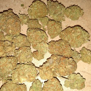 Da plug 4 trill jingle_bells