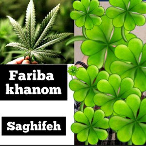 فریبا خانم (ماریجوانا) 🐔