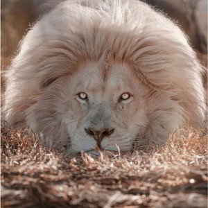 I'm that Lion