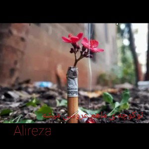 تو کوچه ی ماهم عروسی میشه
