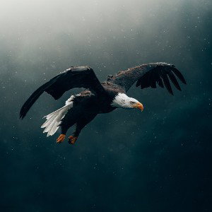 Inner Ability 