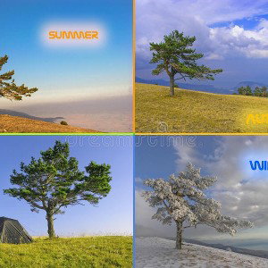 summer winter fall and spring 