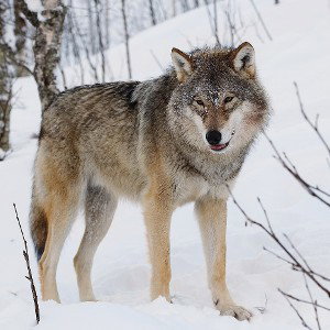 leader of the pack