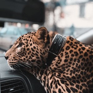 vibes