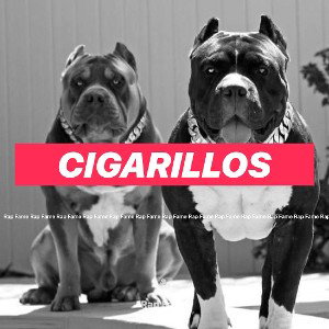 cigarillos 