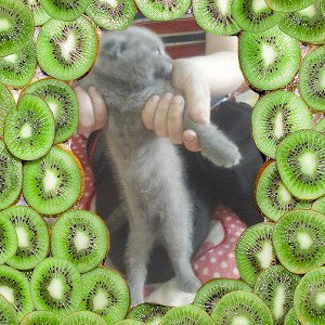 Ая 🐈🐈🐈🐈🐱🐱🐱