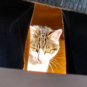 👁