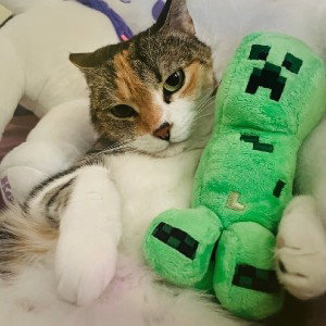 Sussy Cat (happy)
