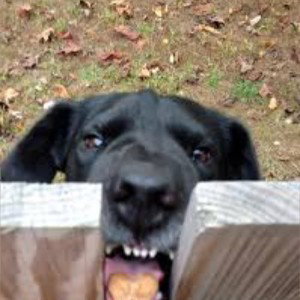 i’ma Dog