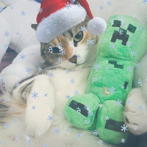 A Sussy Cat Christmas