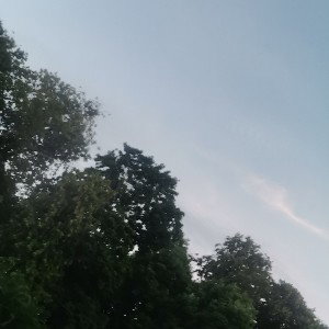 Siema łaku