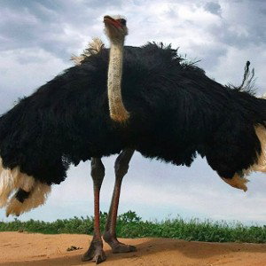 I’m the biggest bird! (probably gonna get copyrighted 