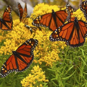  Pretty Butterflies In The Summertime 