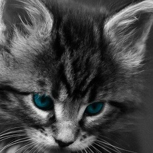 Lil purr(richer than you) 