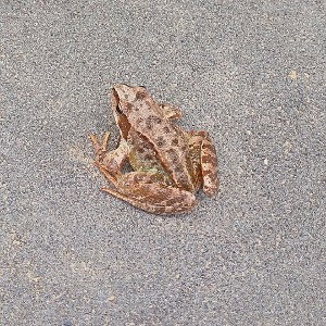 Остров племени (Frog Team)
