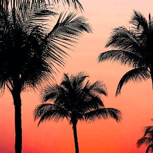 tropical 