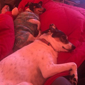 Tillie loves all