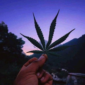 No Rules 