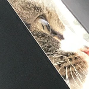 Gato