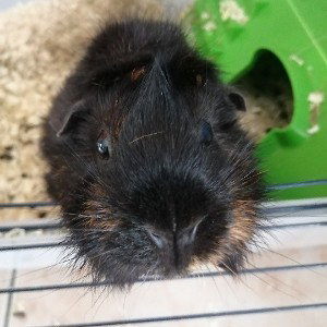 Pour les animaux 
