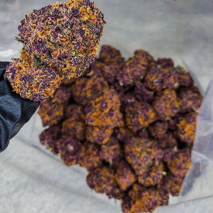 Blow This Bitch Up