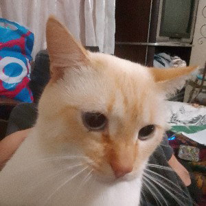 кот ты кто такой