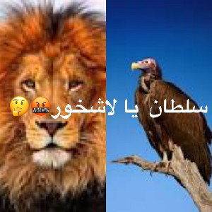 سلطان یا لاشخور😎😡🤔