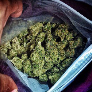 rollin my weed